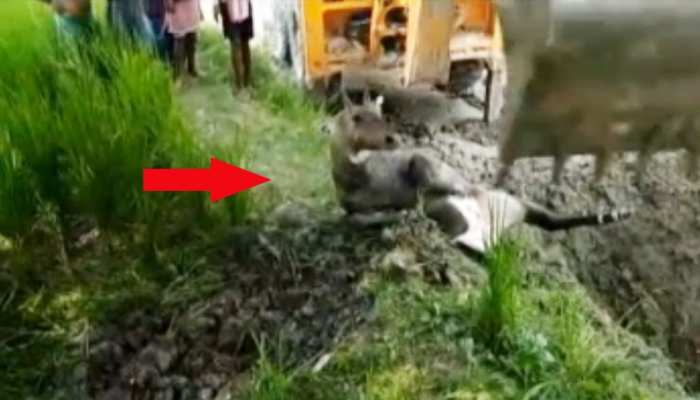 VIDEO: बिहार में जिंदा नील गाय को JCB की मदद से दफनाया, SP ने दिए जांच के आदेश VIDEO: बिहार में जिंदा नील गाय को JCB की मदद से दफनाया, SP ने दिए जांच के आदेश