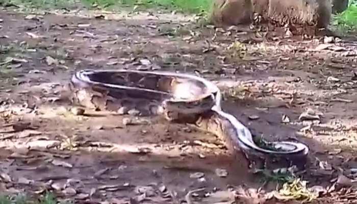 20 feet long python recovered before devouring a goat in malabazar | पश्चिम बंगाल: बकरा निगलने की कोशिश में था 20 फीट लंबा अजगर, वन विभाग की टीम ने ऐसे पकड़ा | Hindi News, देश