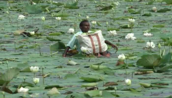 बंगाल: बांकुड़ा के कमल दुर्गा पूजा के लिए भेजे जाएंगे लंदन, किसान फूलों की खेती पर दे रहे जोर बंगाल: बांकुड़ा के कमल दुर्गा पूजा के लिए भेजे जाएंगे लंदन, किसान फूलों की खेती पर दे रहे जोर
