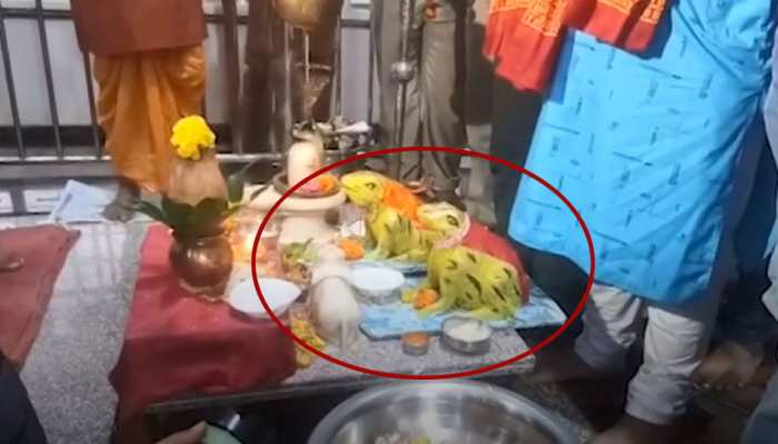 MP: बारिश से परेशान लोगों ने कराया मेंढक-मेंढकी का तलाक, पहले करवाई थी शादी MP: बारिश से परेशान लोगों ने कराया मेंढक-मेंढकी का तलाक, पहले करवाई थी शादी
