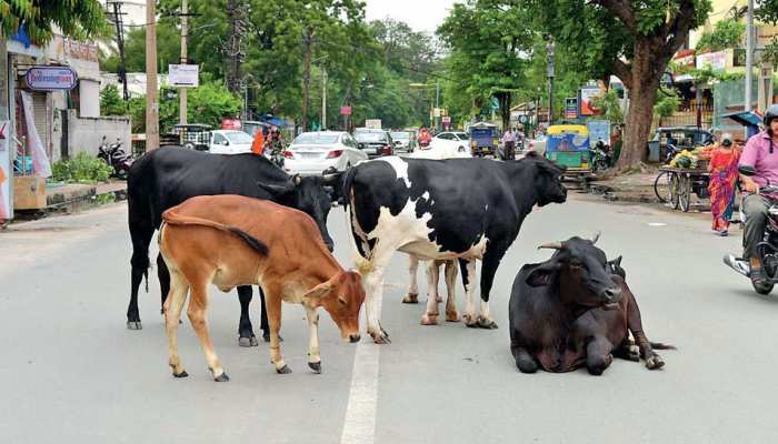योगी सरकार की अनोखी मुहिम, गाय पालने पर हर महीने मिलेंगे इतने रुपये योगी सरकार की अनोखी मुहिम, गाय पालने पर हर महीने मिलेंगे इतने रुपये