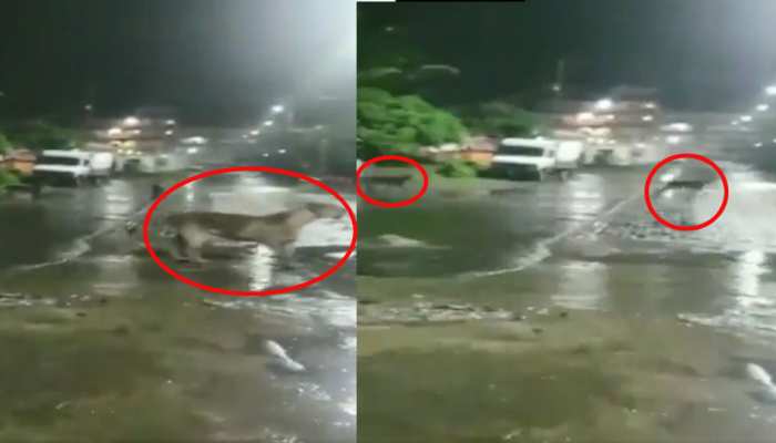 VIDEO: खाने की तलाश में शहर में घुस गया 7 शेरों का झुंड, देखकर उड़े लोगों के होश VIDEO: खाने की तलाश में शहर में घुस गया 7 शेरों का झुंड, देखकर उड़े लोगों के होश