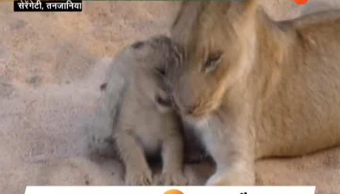 Cute cubs having fun with their mother watch the video