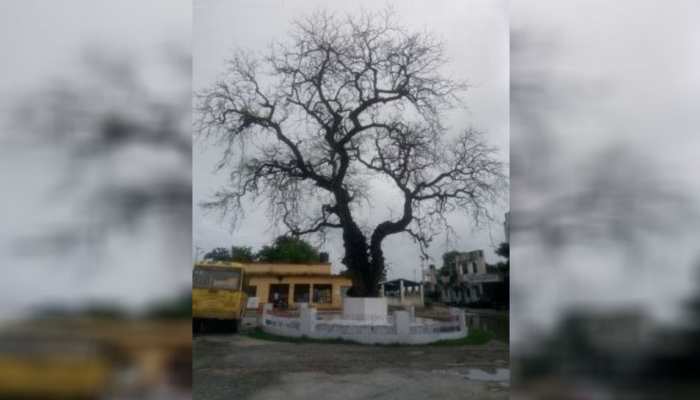 बिहार: चंपारण सत्याग्रह की निशानी 'नीम का पेड़' उपेक्षित बिहार: चंपारण सत्याग्रह की निशानी 'नीम का पेड़' उपेक्षित