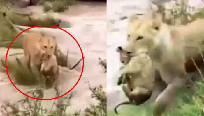 गुजरात: खतरनाक बाढ़ में शेरनी ने अपने बच्चे के साथ ऐसे पार की नदी, VIDEO वायरल गुजरात: खतरनाक बाढ़ में शेरनी ने अपने बच्चे के साथ ऐसे पार की नदी, VIDEO वायरल