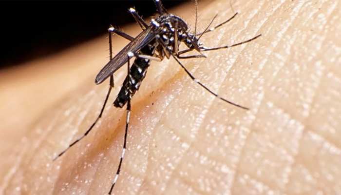 बिहार: मधेपुरा को डरा रहा डेंगू का डंक, अभी तर 150 मामले आए सामने बिहार: मधेपुरा को डरा रहा डेंगू का डंक, अभी तर 150 मामले आए सामने