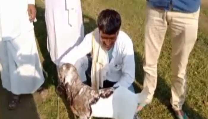अल्लाह लिखे हुए बकरी के बच्चे का हुआ जन्म, देखने के लिए लोगों का लगा तांता अल्लाह लिखे हुए बकरी के बच्चे का हुआ जन्म, देखने के लिए लोगों का लगा तांता