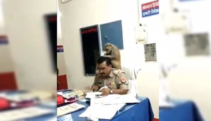 VIRAL VIDEO: ...कोतवाल साहब के कंधे पर बैठा बंदर और ढूंढने लगा जुएं 