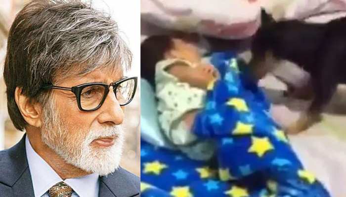 डॉगी ने सोते बच्चे को प्यार से ओढ़ाया कंबल! अमिताभ बच्चन ने शेयर किया VIDEO डॉगी ने सोते बच्चे को प्यार से ओढ़ाया कंबल! अमिताभ बच्चन ने शेयर किया VIDEO