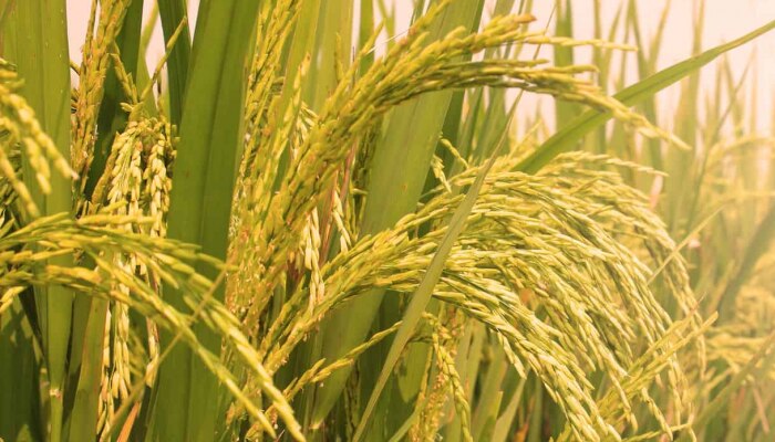 तबाही मचाने वाला मॉनसून अर्थव्यवस्था के लिए लाएगा खुशखबरी तबाही मचाने वाला मॉनसून अर्थव्यवस्था के लिए लाएगा खुशखबरी