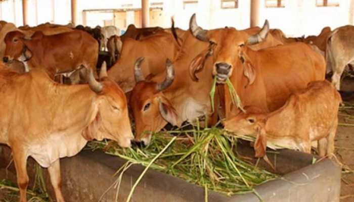 महराजगंज: गौशाला में गड़बड़ी के मामले में कार्रवाई, DM सहित 5 अधिकारी निलंबित महराजगंज: गौशाला में गड़बड़ी के मामले में कार्रवाई, DM सहित 5 अधिकारी निलंबित