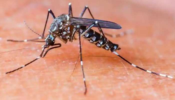 कोटा में नहीं कम हो रहा डेंगू का प्रकोप, अब तक 150 से अधिक मामले आए सामने कोटा में नहीं कम हो रहा डेंगू का प्रकोप, अब तक 150 से अधिक मामले आए सामने
