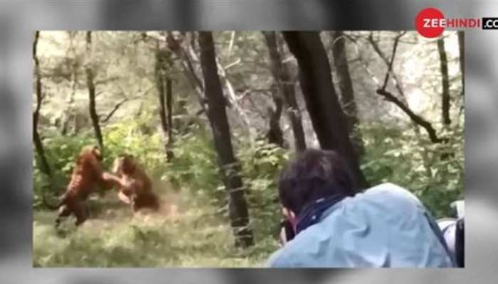शेरनी के लिए आपस में भिड़ गए 2 शेर और फिर... देखें VIDEO शेरनी के लिए आपस में भिड़ गए 2 शेर और फिर... देखें VIDEO
