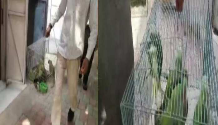 जब अदालत में पेशी के लिए पहुंचे 13 तोते, लोग हुए भौचक्के, जज साहब ने सुनाया ये फैसला जब अदालत में पेशी के लिए पहुंचे 13 तोते, लोग हुए भौचक्के, जज साहब ने सुनाया ये फैसला