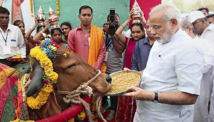 पशुधन गणना : मोदी राज में बढ़ी गायों की संख्या, 18 प्रतिशत की बढ़ोतरी दर्ज पशुधन गणना : मोदी राज में बढ़ी गायों की संख्या, 18 प्रतिशत की बढ़ोतरी दर्ज
