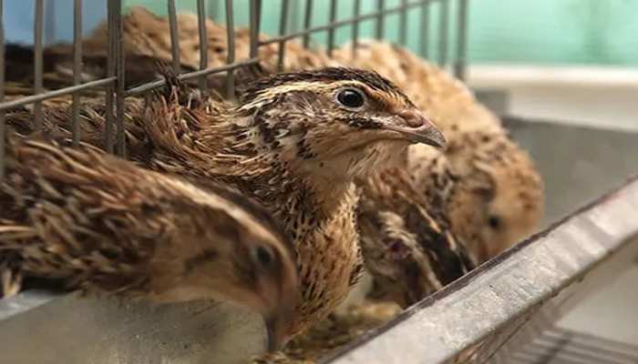 बिहार के सहरसा में जापानी बटेर बन रहा किसानों की कमाई का जरिया बिहार के सहरसा में जापानी बटेर बन रहा किसानों की कमाई का जरिया