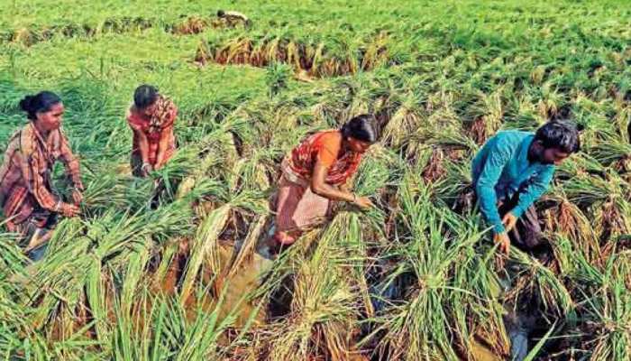 राजस्थान: किसानों के हितों के लिए सरकार का बड़ा फैसला, पंजीयन की सीमा को 10% बढ़ाया राजस्थान: किसानों के हितों के लिए सरकार का बड़ा फैसला, पंजीयन की सीमा को 10% बढ़ाया