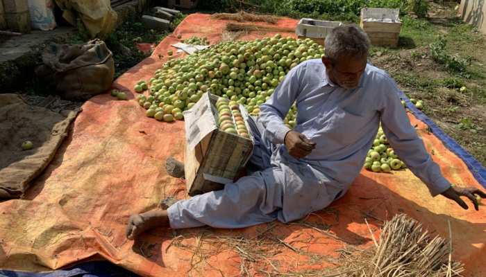 जम्मू कश्मीर: सेब व्यापरियों को निशाना बना रहे आतंकी जम्मू कश्मीर: सेब व्यापरियों को निशाना बना रहे आतंकी