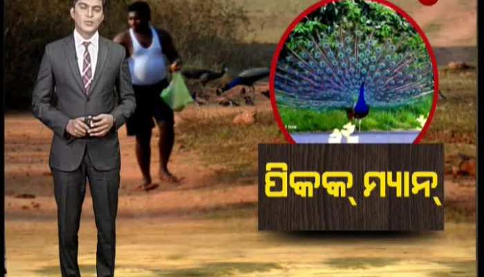 Odisha's junior Peacock Man || Khabar_Diary