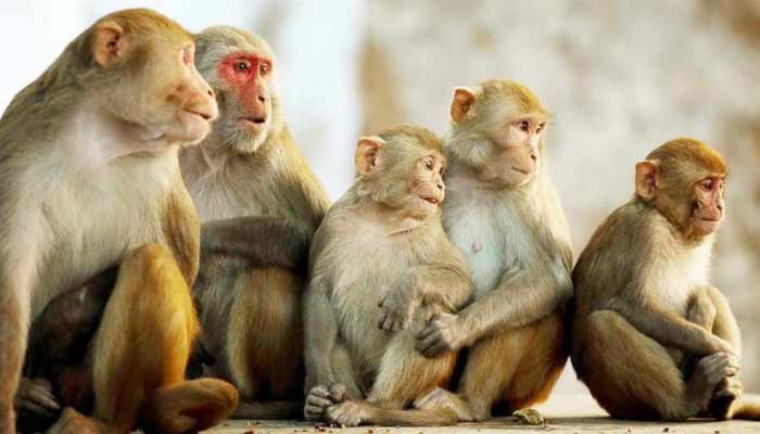 बागपत में बंदरों ने मचाया आतंक, रात के अंधेरे में भी कर रहे हैं हमला, दर्जनों घायल बागपत में बंदरों ने मचाया आतंक, रात के अंधेरे में भी कर रहे हैं हमला, दर्जनों घायल