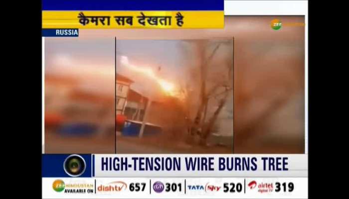 Video: High-tension wire burns tree