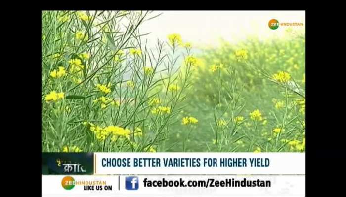 Krishi Kranti: Tips for a bumper mustard harvest