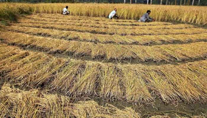 फिर गरमाई छत्तीसगढ़ की सियासत, किसानों को बोनस देने पर धान नहीं खरीदेगी केंद्र सरकार: सूत्र फिर गरमाई छत्तीसगढ़ की सियासत, किसानों को बोनस देने पर धान नहीं खरीदेगी केंद्र सरकार: सूत्र