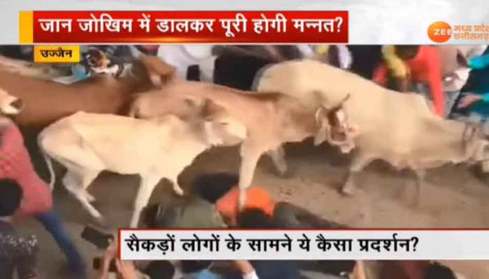 अजब MP में गजब आस्था, मन्नत पूरी करवाने के लिए गायों से खुद को रौंदवाते हैं लोग अजब MP में गजब आस्था, मन्नत पूरी करवाने के लिए गायों से खुद को रौंदवाते हैं लोग