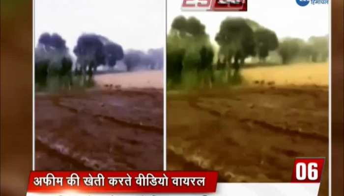 Videos of poppy cultivation in Barnala go viral