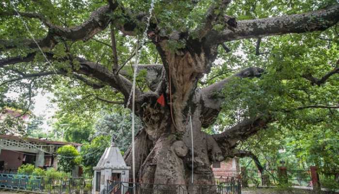 भगवान कृष्ण जिसे इंद्र के बागीचे से उखाड़कर लाए थे, यहां है वो पेड़ भगवान कृष्ण जिसे इंद्र के बागीचे से उखाड़कर लाए थे, यहां है वो पेड़