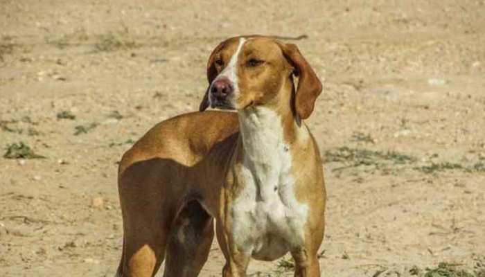चित्रकूट: पागल कुत्ते ने मचाया आतंक, 5 ग्रामीणों के साथ थानेदार को भी काटा चित्रकूट: पागल कुत्ते ने मचाया आतंक, 5 ग्रामीणों के साथ थानेदार को भी काटा