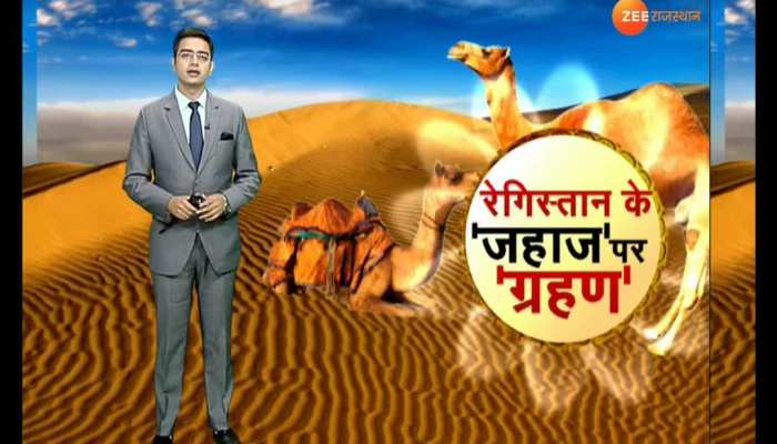 A report has revealed that camels are decreasing in Rajasthan