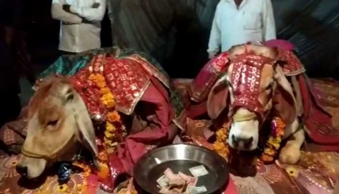 अजब MP में ग्रामीणों ने मिलकर कराई ये गजब शादी, देखकर सब हो गए हैरान अजब MP में ग्रामीणों ने मिलकर कराई ये गजब शादी, देखकर सब हो गए हैरान