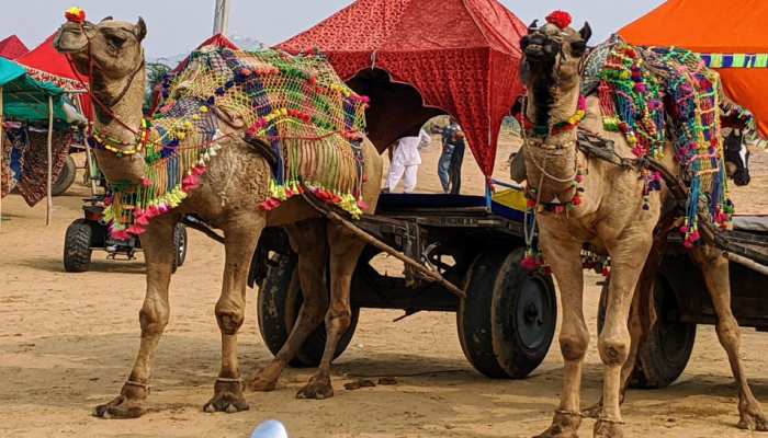 बीकानेर: गायब होने की कगार पर रेगिस्तान के जहाज ऊंट, सामने आई ये वजह बीकानेर: गायब होने की कगार पर रेगिस्तान के जहाज ऊंट, सामने आई ये वजह