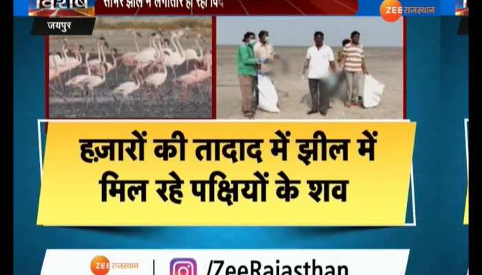 Sambhar lake became a cremation of birds, bodies of thousands of birds being found