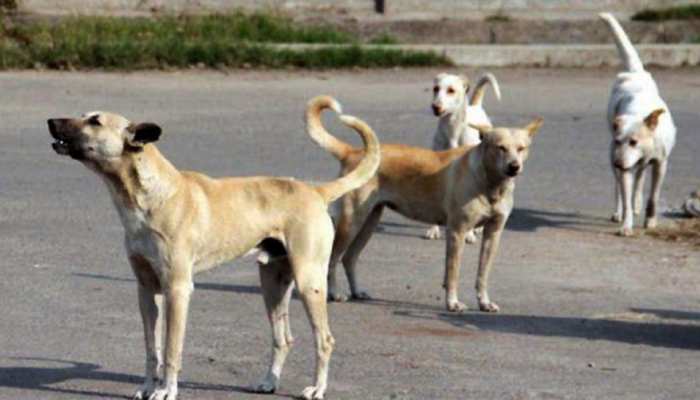 कोलकाता में 6 कुत्तों को बिजली का झटका देकर मार दिया गया, जानें क्या है पूरा मामला कोलकाता में 6 कुत्तों को बिजली का झटका देकर मार दिया गया, जानें क्या है पूरा मामला