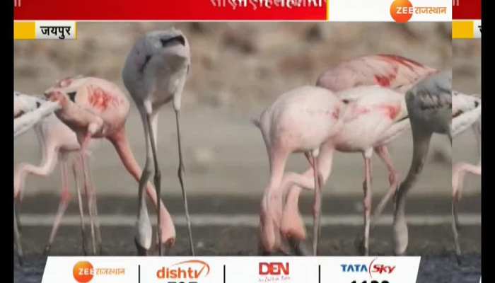 Birds died in Jaipur's Sambhar lake