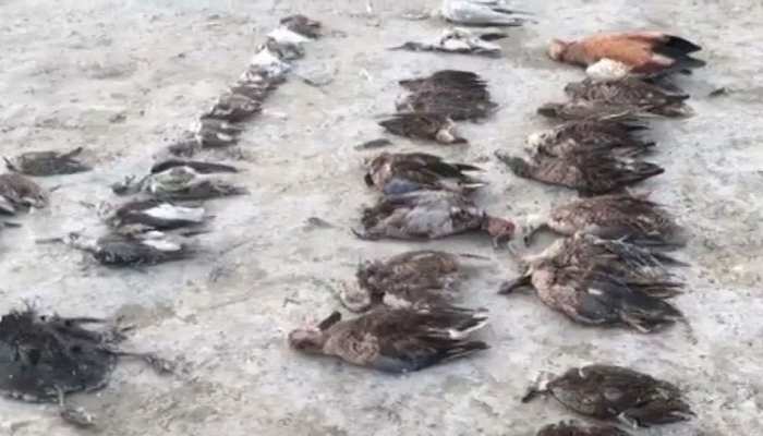 जयपुर: बर्ड फ्लू नहीं, इस वजह से हुई सांभर झील में पक्षियों की मौत, हाई लेवल जांच शुरू जयपुर: बर्ड फ्लू नहीं, इस वजह से हुई सांभर झील में पक्षियों की मौत, हाई लेवल जांच शुरू
