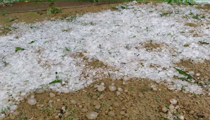 बाड़मेर: ओलों की चादर से पट गया रेगिस्तान, फसलें बर्बाद, रो रहे किसान बाड़मेर: ओलों की चादर से पट गया रेगिस्तान, फसलें बर्बाद, रो रहे किसान