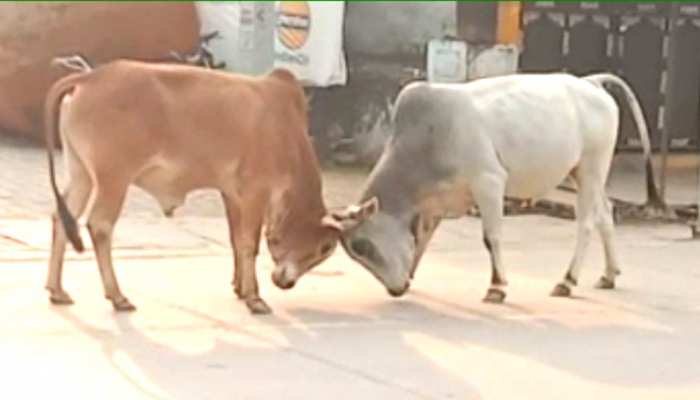 बारां: बीच सड़क पर दो सांडों ने काटा हंगामा, घंटों करते रहे लड़ाई बारां: बीच सड़क पर दो सांडों ने काटा हंगामा, घंटों करते रहे लड़ाई