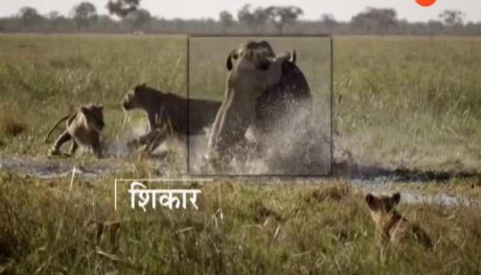 There is so much special for you in today's jungle safari in jungal18112019