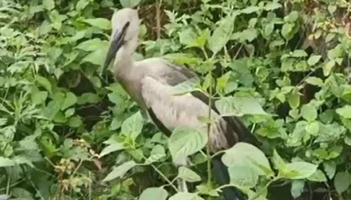 बिहार: नालंदा में दिख रहे हजारों साइबेरियन पंक्षी, पुलिस स्टेशन को बनाया बसेरा बिहार: नालंदा में दिख रहे हजारों साइबेरियन पंक्षी, पुलिस स्टेशन को बनाया बसेरा