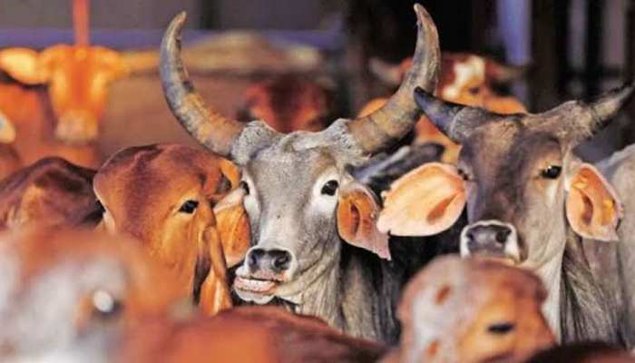 उत्तरप्रदेश में गाय सफारी बनाने की तैयारी, योगी सरकार में मंत्री ने रखा प्रस्ताव उत्तरप्रदेश में गाय सफारी बनाने की तैयारी, योगी सरकार में मंत्री ने रखा प्रस्ताव