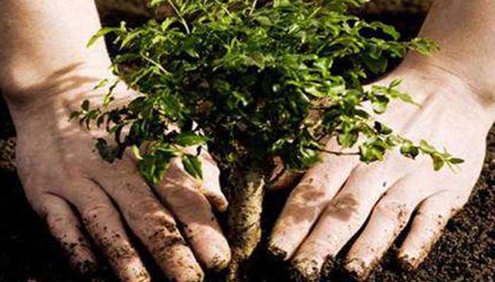 युवक ने अपनी शादी से पहले लगाए 100 पौधे और उनकी देखभाल करने का किया प्रण युवक ने अपनी शादी से पहले लगाए 100 पौधे और उनकी देखभाल करने का किया प्रण