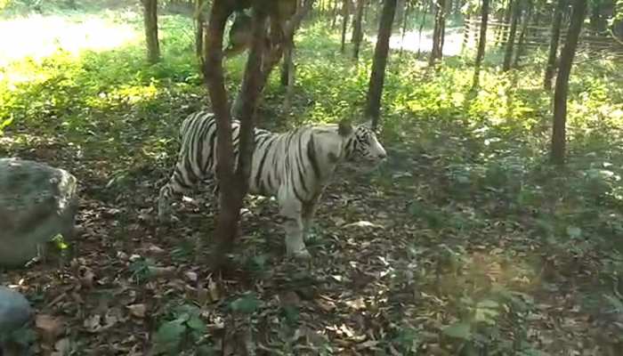 बंगाल सफारी घूमने पहुंचे पर्यटकों की गाड़ी हुई खराब, नजदीक आ गए सफेद बाघ बंगाल सफारी घूमने पहुंचे पर्यटकों की गाड़ी हुई खराब, नजदीक आ गए सफेद बाघ