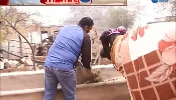 Haryana's 'Saraswati' breaks Pakistan's buffalo world record