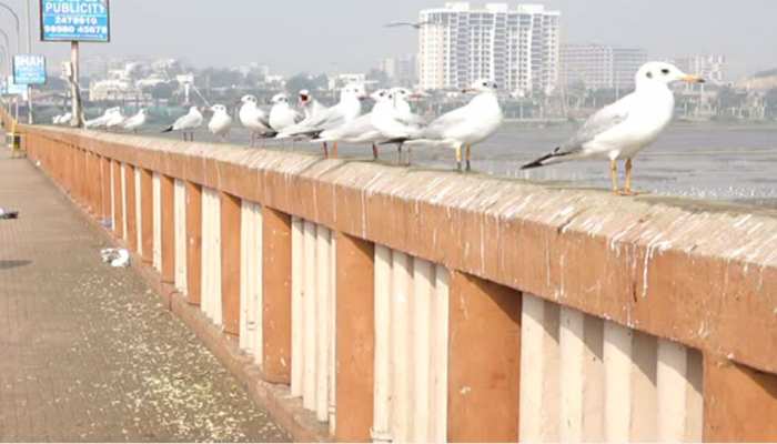 गुजरात: सर्दियों के मौसम में हजारों किलोमीटर का सफर तय कर तापी के तट पर पहुंचे विदेशी मेहमान गुजरात: सर्दियों के मौसम में हजारों किलोमीटर का सफर तय कर तापी के तट पर पहुंचे विदेशी मेहमान