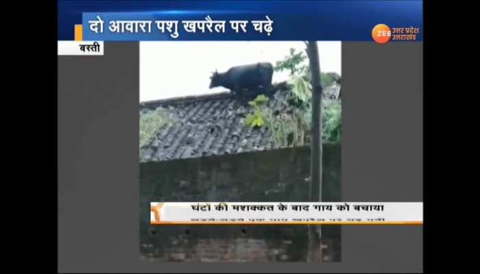 Watch the fight of two stray animals on the tile ...