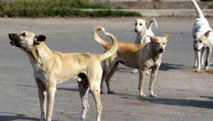300 people injured after attacked by stray dogs in lalitpur | UP के इस जिले  में कुत्तों ने मचाया ऐसा आतंक, लोग देखते ही बदल लेते हैं रास्ता | Hindi  News, यूपी एवं उत्‍तराखंड