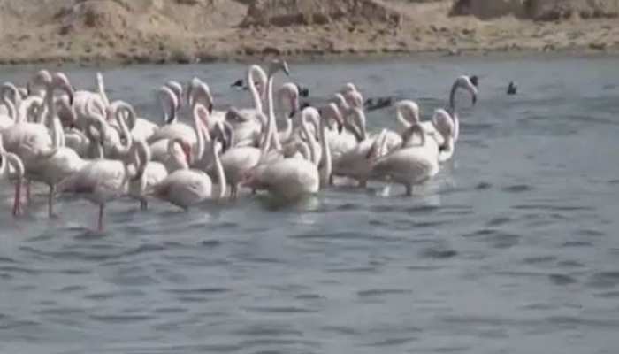 Didwana: Siberian stork in shocked by the death of birds in Sambhar Lake | डीडवाना: सांभर लेक में हुई पक्षियों की मौत से डरे साइबेरियन सारस, पक्षी प्रेमी हताश | Hindi News, राजस्थान
